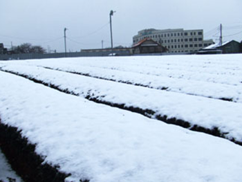 雪の降る茶園。九州では年5回収穫できますが、埼玉では2回が限度です